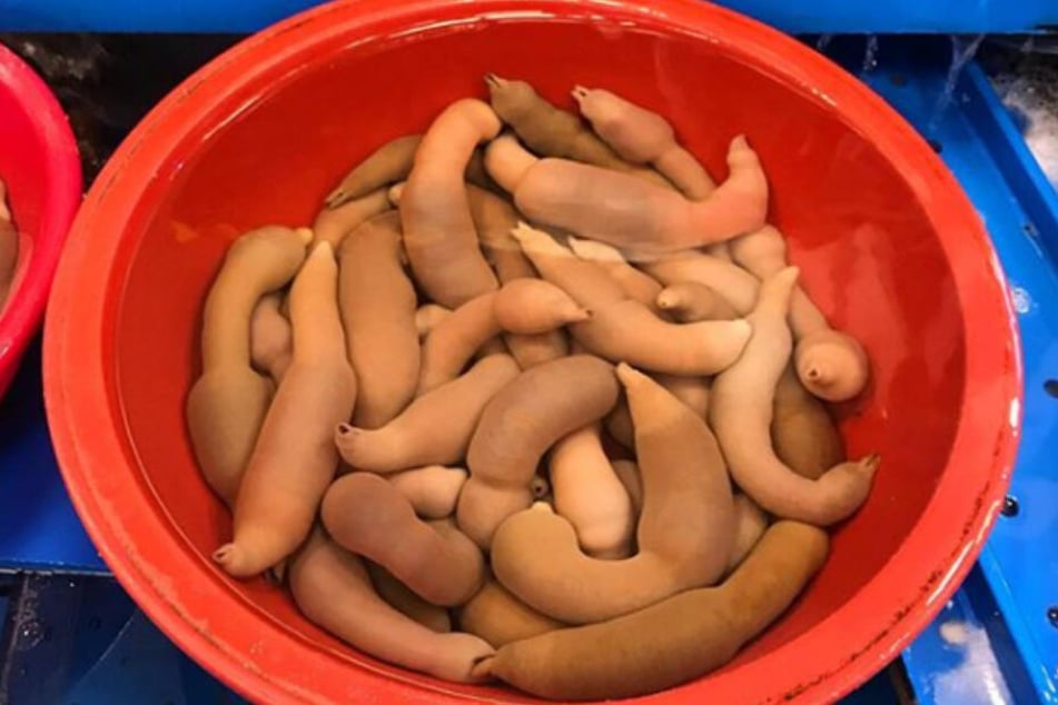 Penisfische sind in Korea eine Delikatesse.
