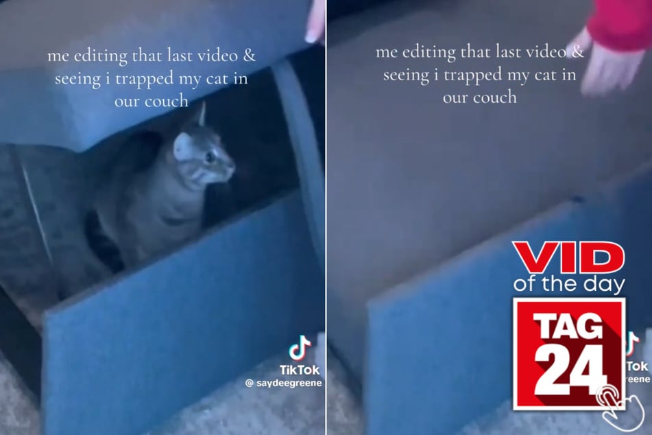 The cat adorably popped her head up, as if trying to alert her owner she was still in the couch!