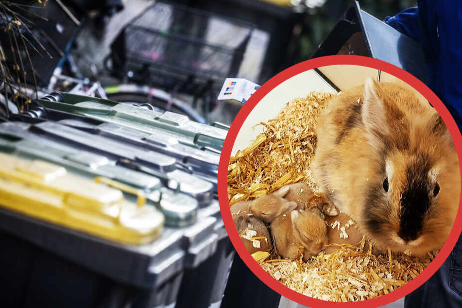 Der Roßlauer schmiss die Hasen-Babys einfach in die Mülltonne.
