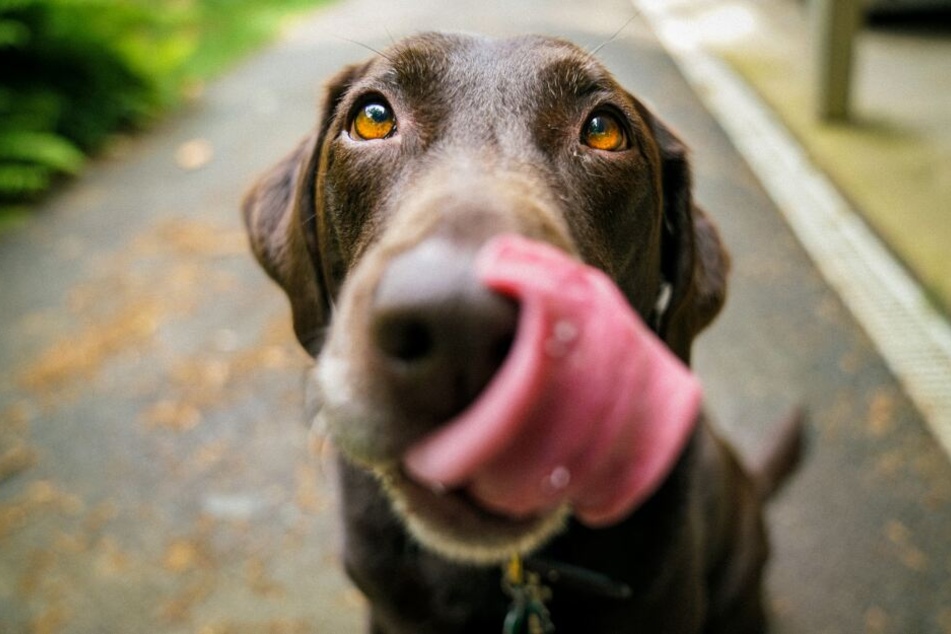 Das wiederholte Ablecken der Schnauze machen Hunde oft, um ihr Gegenüber zu beschwichtigen.