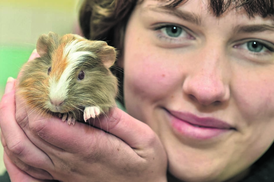 Tierpflegerin Charlotte Apley (18) mit Meerscheinchen Saskia.
