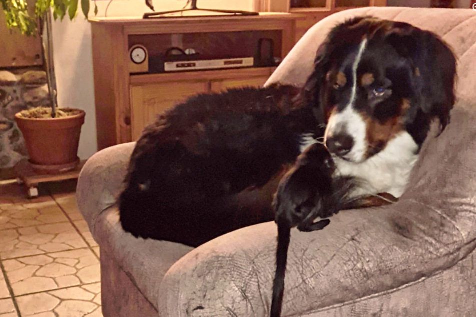 Manchmal wird Berner Sennenhund Sunny das quirlige Affenbaby auch zu viel, dann verzieht er sich einfach.