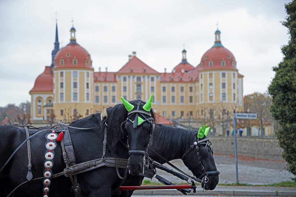 Pferdekutschen warten darauf, dass Gäste nach dem Ausstellungsbesuch noch eine kleine Ausfahrt rund um Moritzburg wagen.