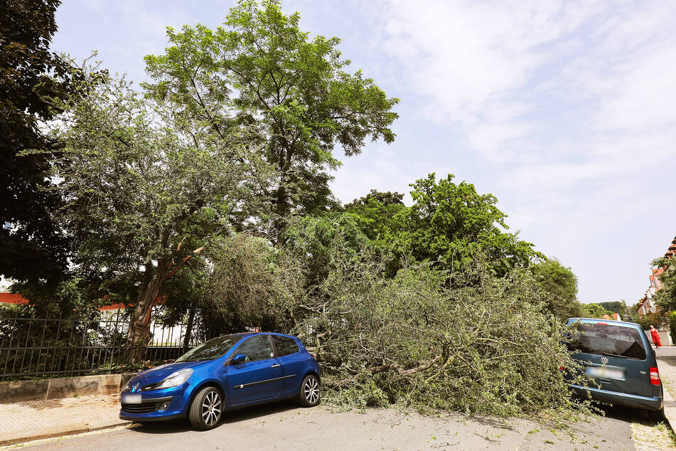Der Renault Clio (l.) und ein VW Caddy wurden durch den umgekippten Baum beschädigt.