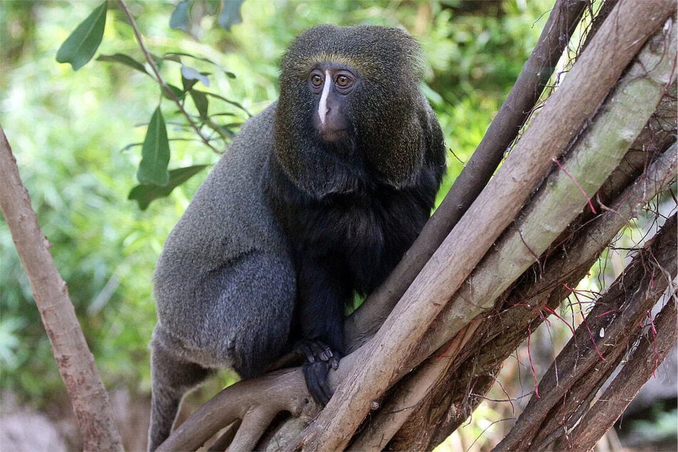 Startschwierigkeiten bei Leipziger Liebespaar: Gibt es bald Nachwuchs?