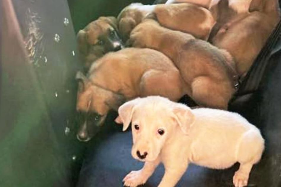 Puppies rescued from roadside after being abandoned in extreme temperatures