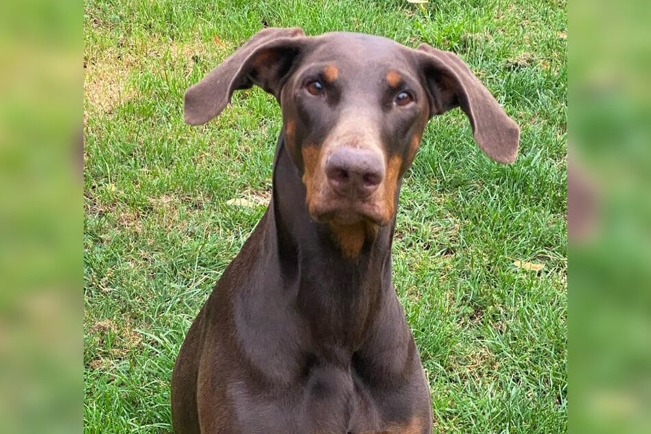 Dobermann-Hündin Uranya ist am 1. Juni 2018 geboren und somit sechs Jahre alt.