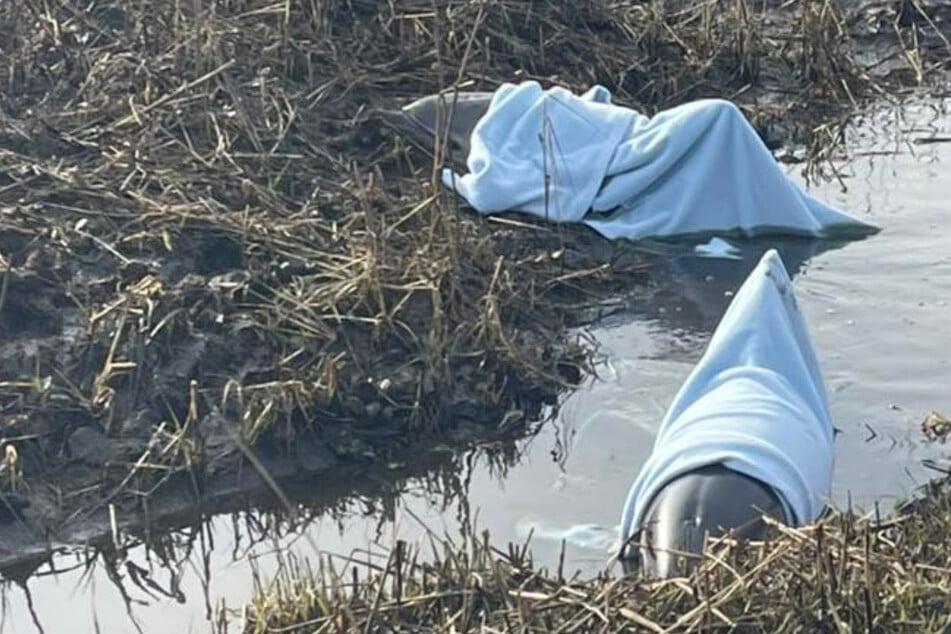 ¡Atrapados en el lodo: Rescatistas de animales liberan a delfines indefensos