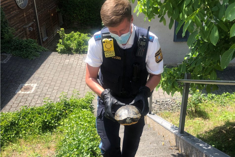 Ein Polizeibeamter rettete eine Gelbwangenschildkröte von der Straße und nahm sie in Obhut.
