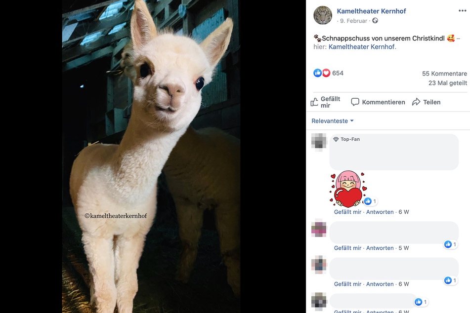 Ein weißes Alpaka des "Weißen Zoos" in Kernhof, Niederösterreich.