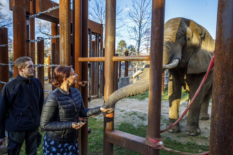 Eva Thurau (38) füttert Elefantendame Mogli mit den knackigen Leckerli.