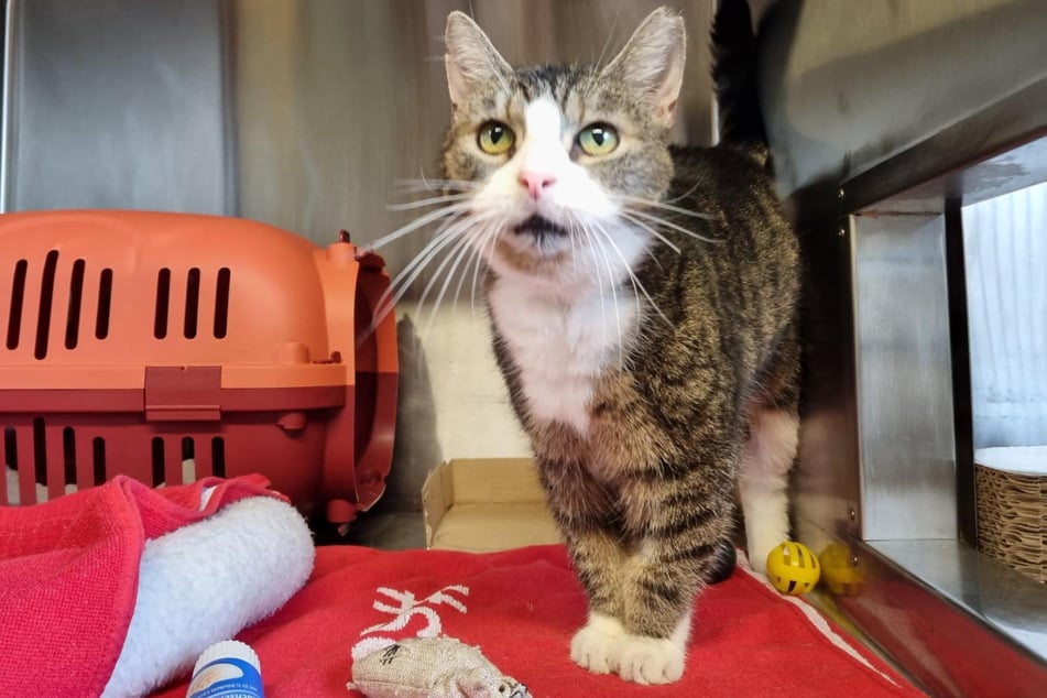 Katze Ilse aus dem Hamburger Tierheim sucht ein liebevolles Zuhause.