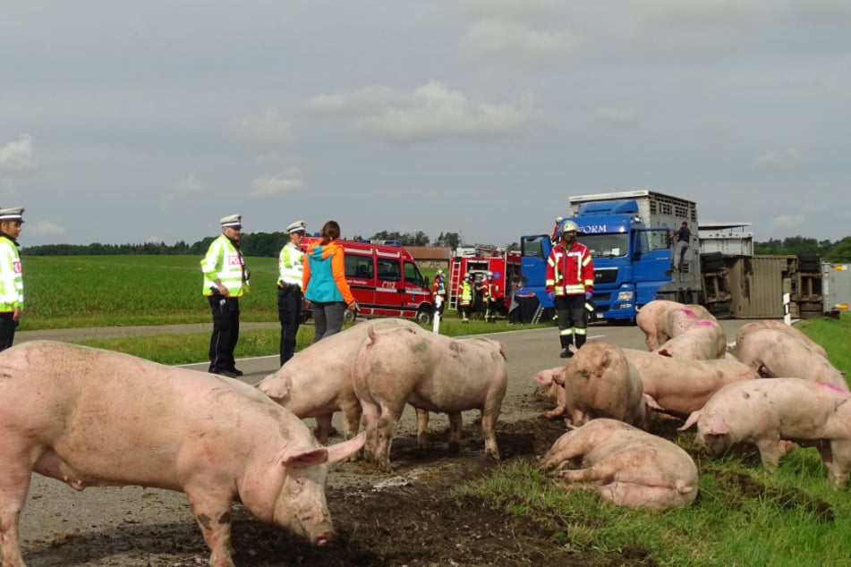 Schweine stehen vor einem Viehtransporter an der Straße. Der 31 Jahre alte Fahrer hatte am Montag wegen eines medizinischen Problems die Kontrolle über den Lastwagen verloren und verunglückte.
