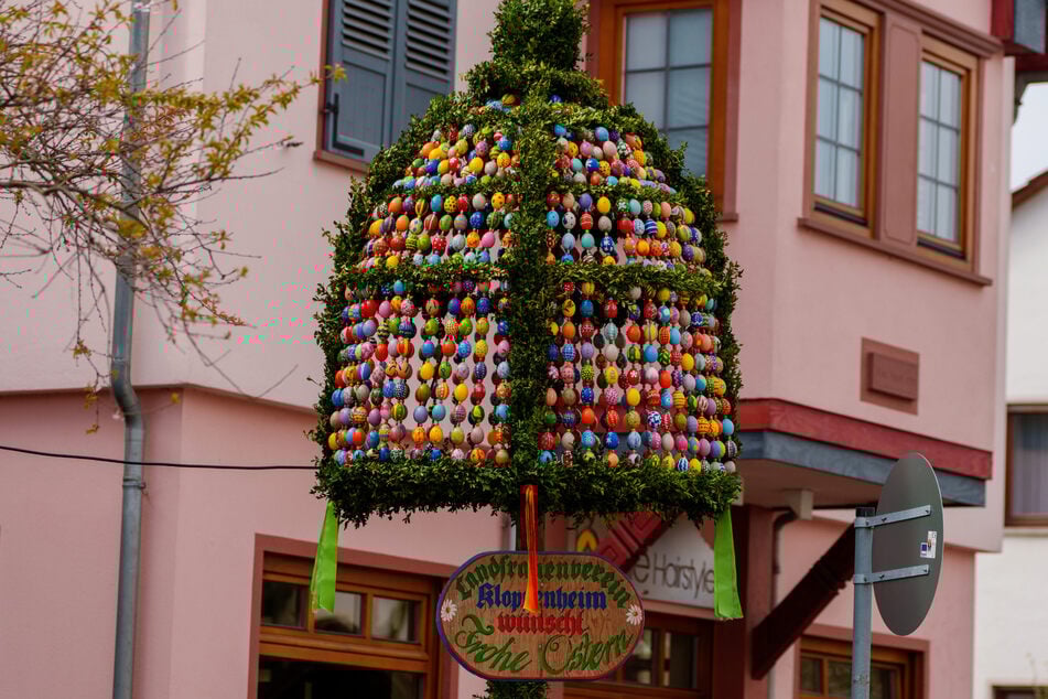 Die Osterglocke im Wiesbadener Stadtteil Kloppenheim