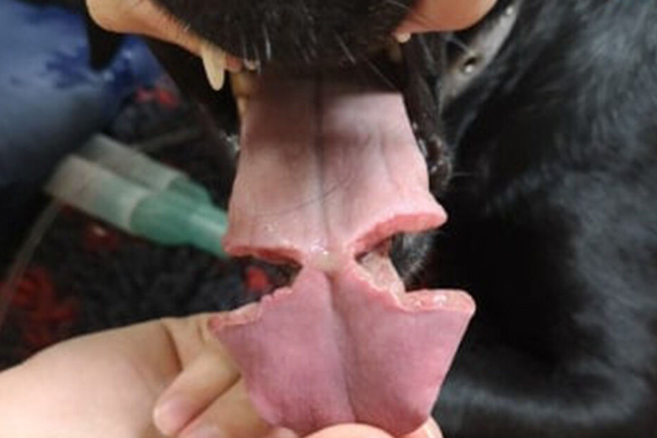 Hartes Bild: Poppy erwischte es heftig.