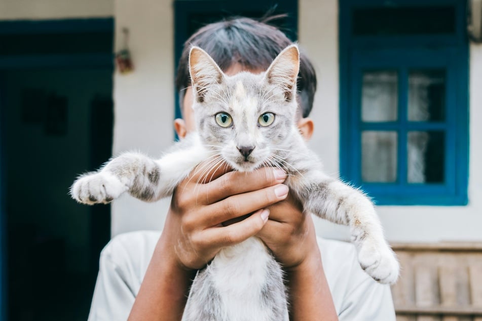 Katzen werden in vielen Ländern der Welt als Haustiere gehalten.