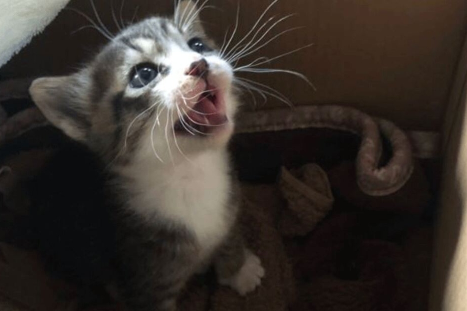 So süß!