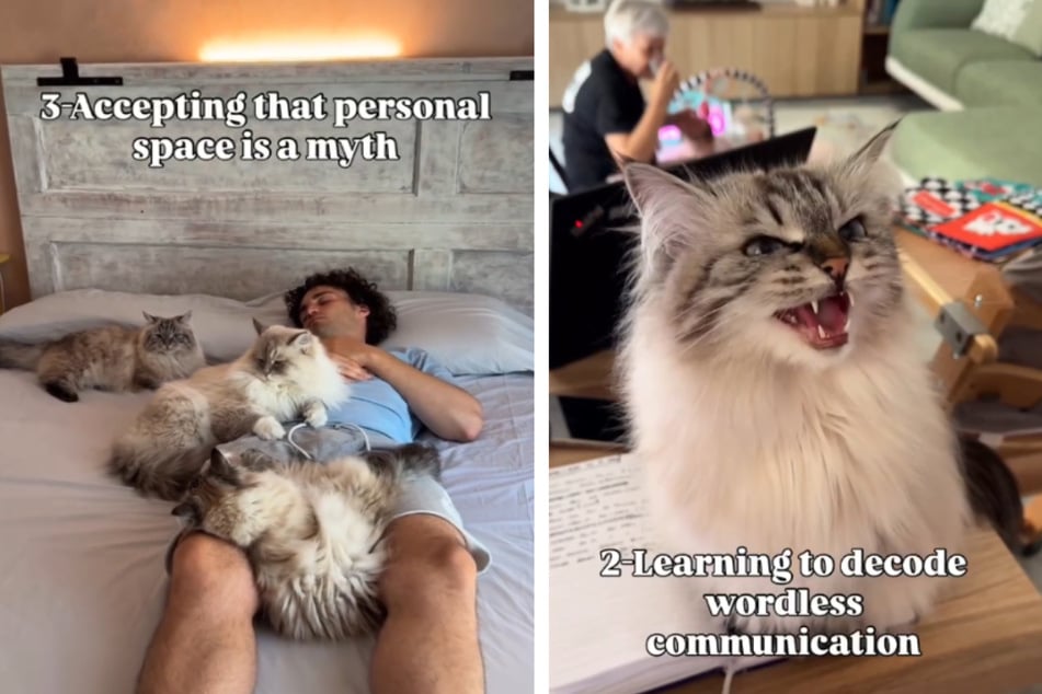 Machen Katzen so viel Stress, dass es mit Kindern nicht mehr viel schlimmer werden kann? Dieses witzige Video ging viral.