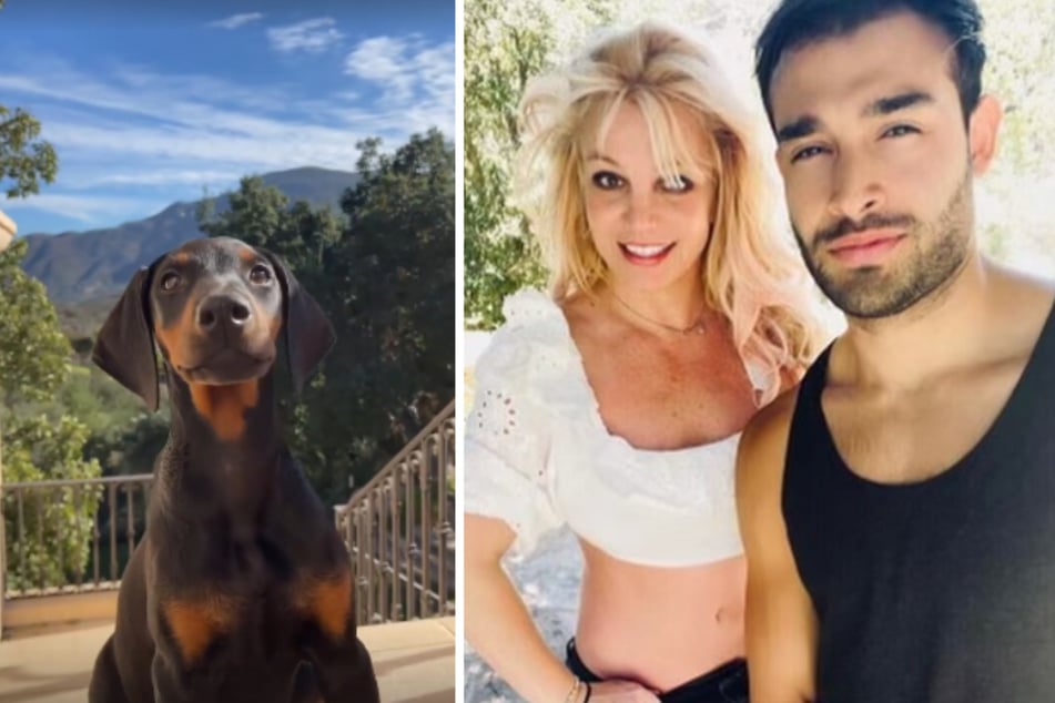 Porsha the Doberman puppy is Sam Asghari's latest surprise for his fiancé, Britney Spears.