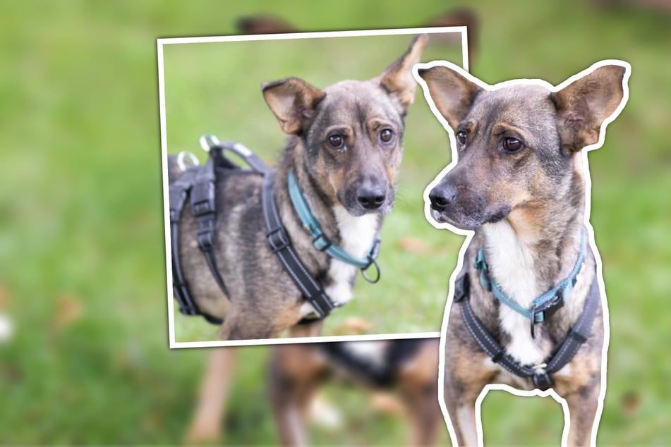 Mogli (4) musste in seinem bisherigen Leben einiges durchmachen. Nun wünscht er sich einen Neustart.