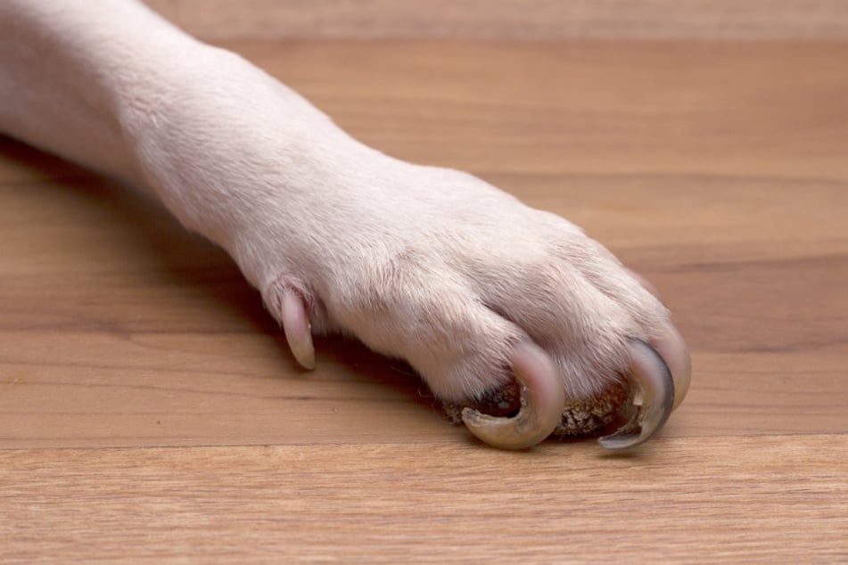 Nails that are too long can be troublesome for dogs, causing pain and injuries.