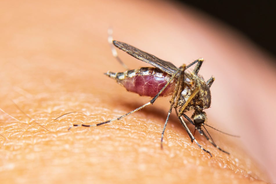 Das Virus wird vor allem durch Stechmücken übertragen. (Symbolfoto)