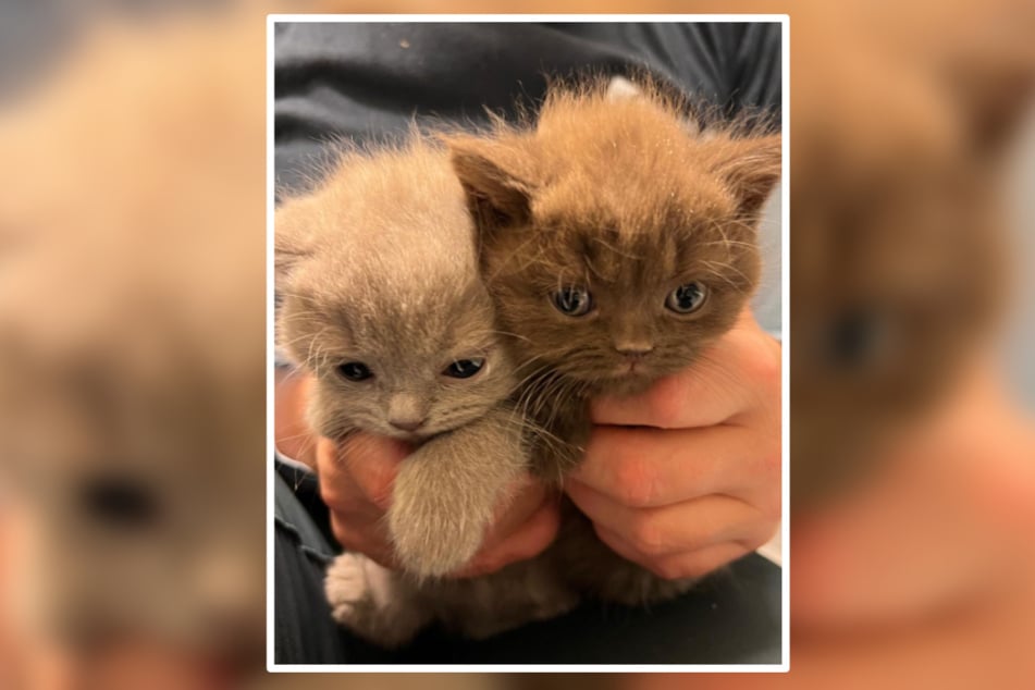Unter jeder Menge Müll wurden am Wochenende diese zuckersüßen Baby-Kitten gefunden.