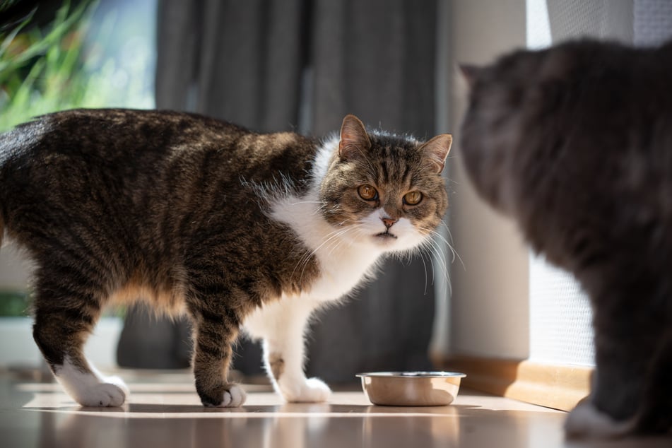 Hat die Katze Angst um ihr Futter, kann es passieren, dass sie zu schnell frisst und Schluckauf bekommt.