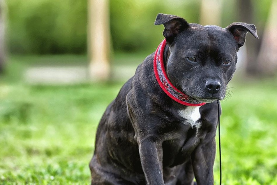 Der Staffordshire Bullterrier erlag seinen Verletzungen (Symbolbild).