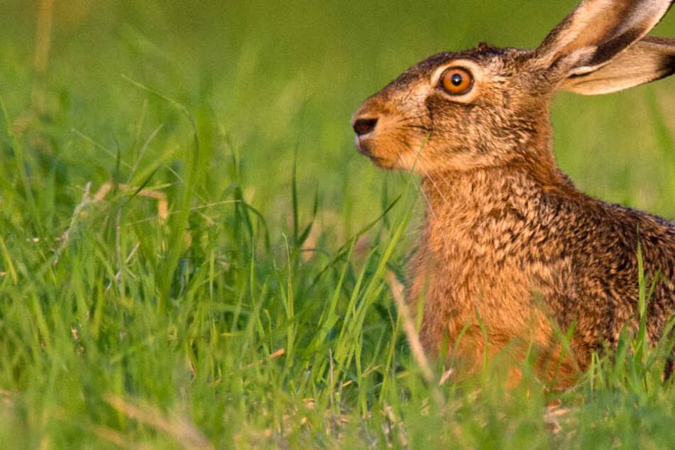 Offenbar haben sich die Jäger im Zusammenhang mit der Jagd angesteckt. (Symbolbild)