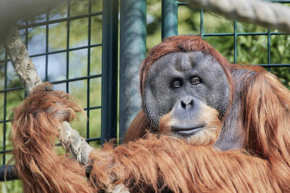 Erfinderische Kerlchen: Die Orang-Utans können sich aus allen Materialien Werkzeuge erschaffen.