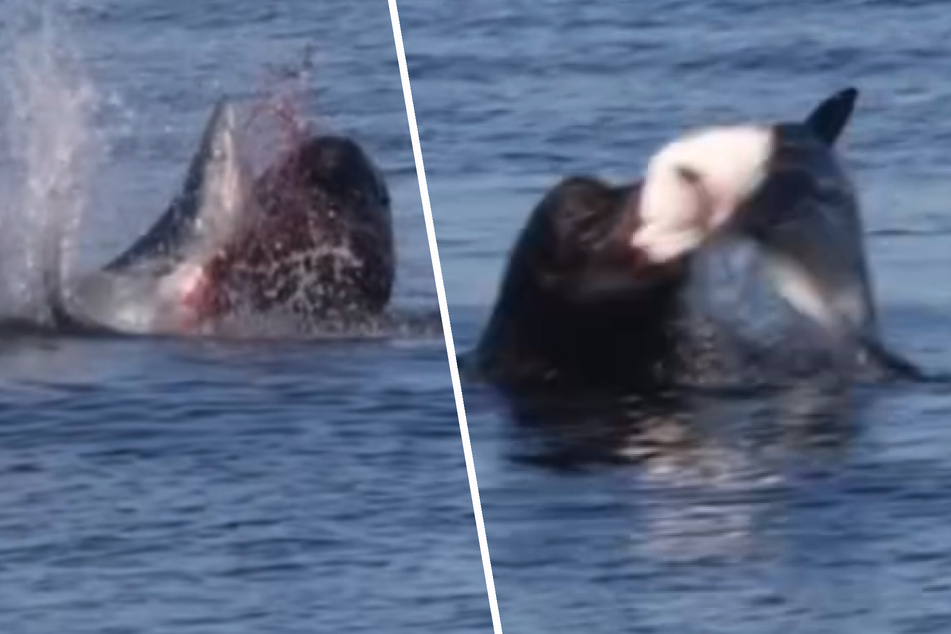 Blutiger Kampf: Haifisch chancenlos gegen Seelöwe!