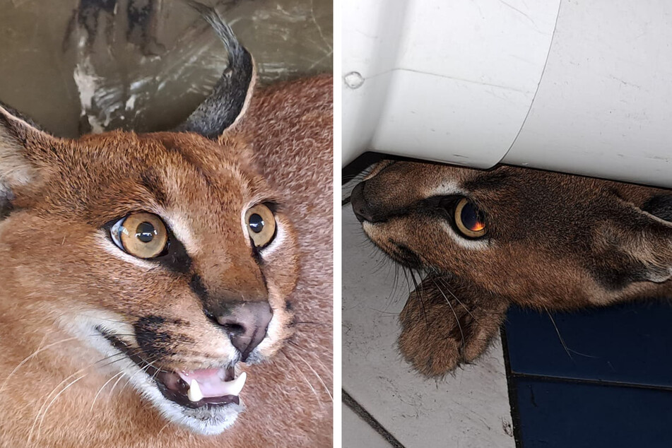 The female caracal was frightened by her predicament.