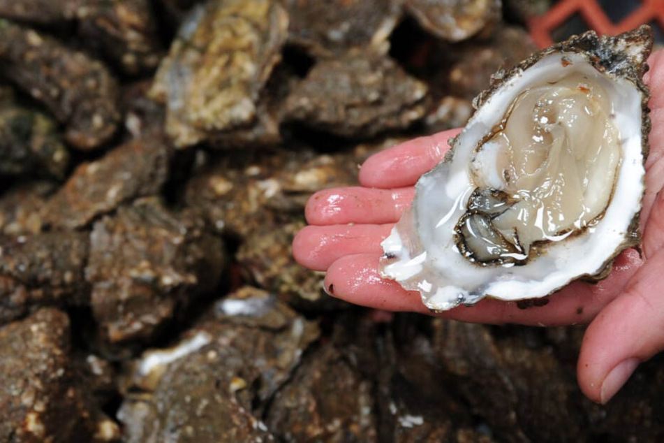 Austern gelten als Delikatesse und sind in der deutschen Nordsee ausgestorben. (Archivbild)