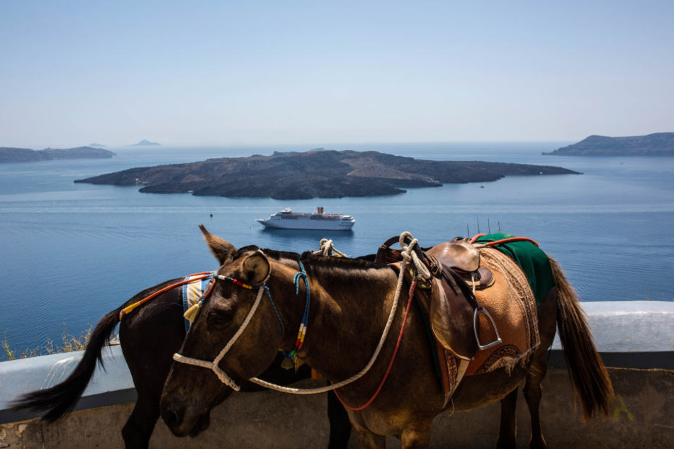 In Thira, auf der Insel Santorin, macht die Hitze den Tieren schwer zu schaffen. Oft erhalten sie nicht mal Wasser.