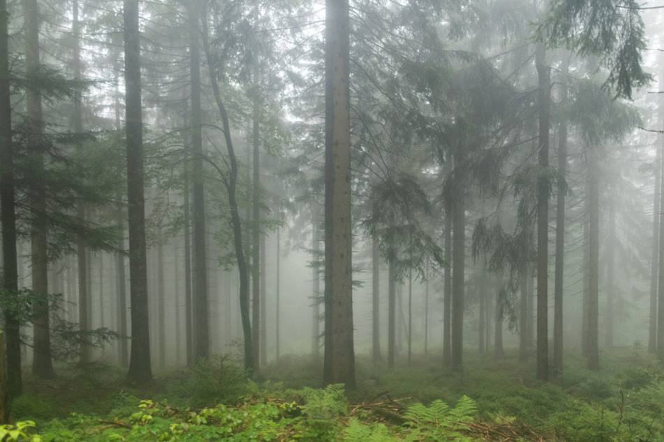 Die Polizei fand die Mutter und das Kind im Wald. (Symbolbild)