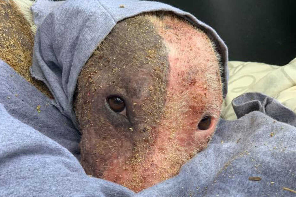 Die Hündin zeigte sich nach der Rettung sehr scheu.