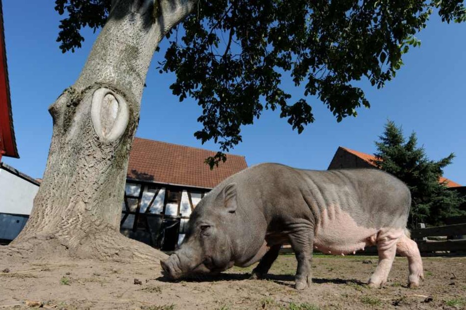 Das Hängebauchschein graste in aller Ruhe an einem Straßengraben. (Symbolbild)