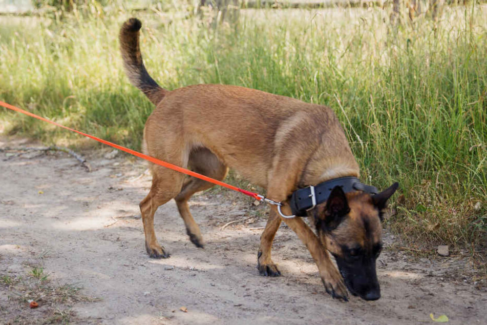 Hundedame "Kobra" führte die Polizei zu einem 22 Jahre alten Mann, der sich nun wohl wegen verschiedener Verbrechen zu verantworten hat.