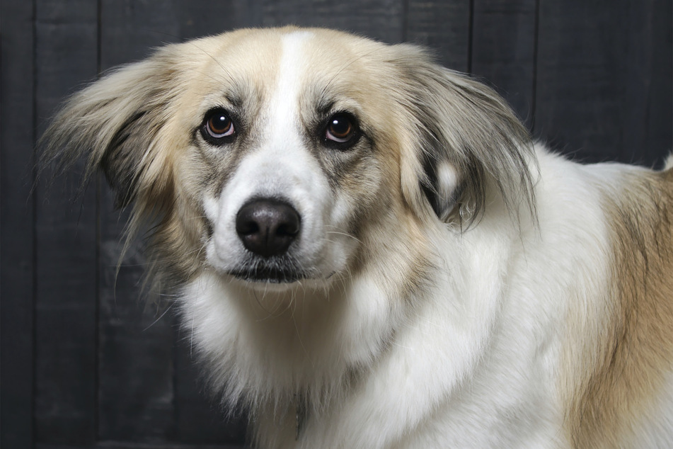There are very few dog breeds more sweet and adorable than the great pyrenees.