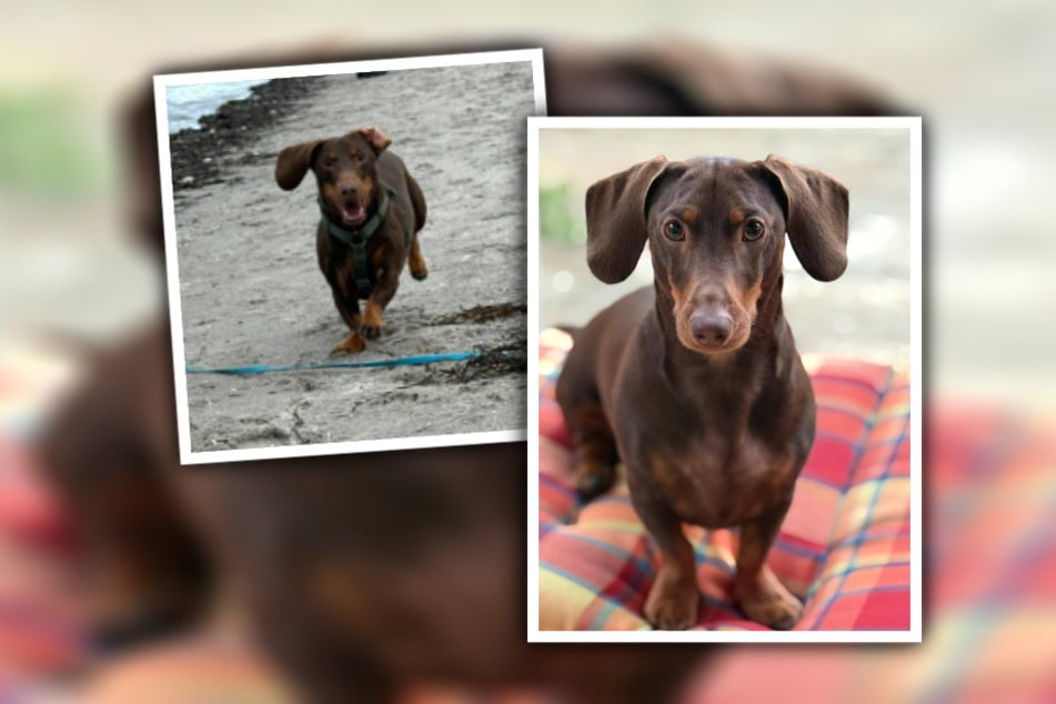 Henry (4) wünscht sich eine Familie an seiner Seite, die ihn so liebt, wie er ist.