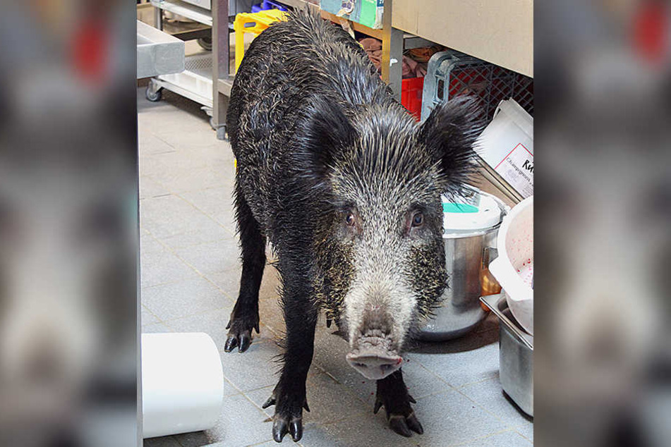 Ganz nass stand das Wildschwein in der Gastronomie der Therme.