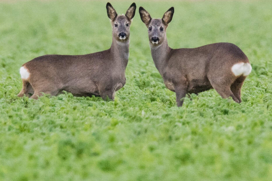 Zwei Rehe stehen nebeneinander auf einem Feld.