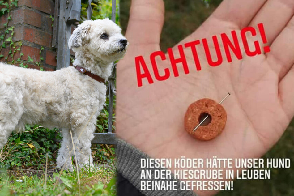 Hunde sowie ihre Herrchen beziehungsweise Frauchen müssen zurzeit in der Kiesgrube in Leuben besonders vorsichtig sein. (Bildmontage)