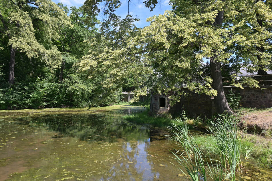 Der idyllische Schönherrteich - hier fehlt ein zuverlässiger Wasserzulauf.