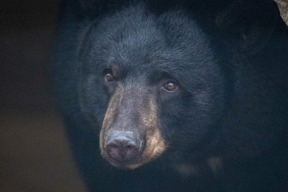 Ein weiblicher Schwarzbär. (Symbolbild)