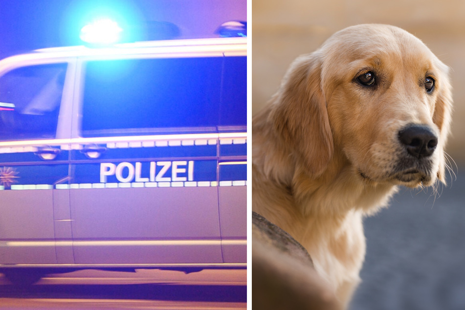 Im rheinland-pfälzischen Ludwigshafen wurde am Montagabend ein junger Hund brutal gegen einen Zaun geschlagen, sodass Zeugen eingreifen mussten. (Symbolbild)