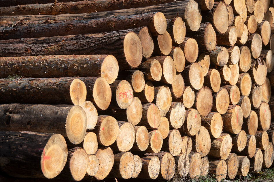 Holz-Export aus NRW: Baumstämme und grobe Schnitthölzer weltweit gefragt