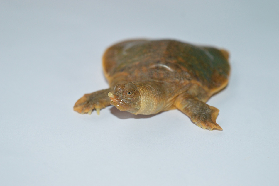 Ein Jungtier der entdeckten Cantors Riesen-Weichschildkröte.