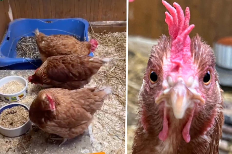 "Hedwig" und Freundinnen teilen trauriges Schicksal: Wer schenkt dieser Hühner-Gang ein neues Leben?